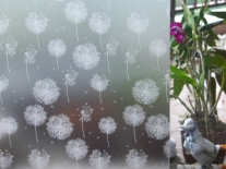 DANDELION Window Film